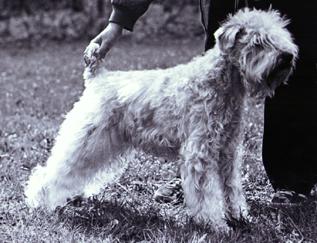 INT & NORD Ch Obedience Ch Geijes Wheat Hiawatha (b. 1977)